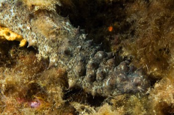  Sea cucumber 