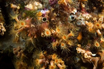  Yellow cluster anemone (Parazoanthus axinellae) 