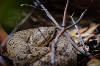  Rattlesnake, Bryce Canyon 