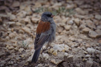  Red Backed Sierra Finch, Bryce Canyon 