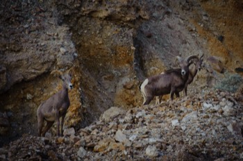  Mountain Goats, Death Valley 