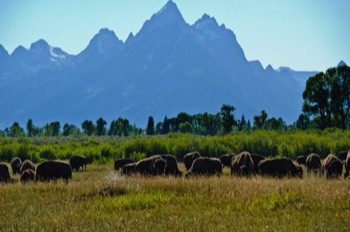  Bison, Grand Teton 
