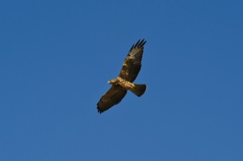  Red Tailed Hawk, Grand Teton 