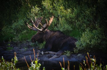  Moose, Grand Teton 