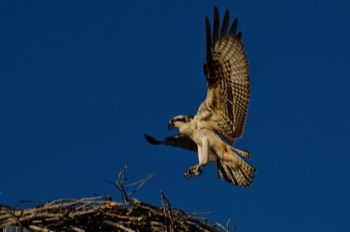  Osprey, Grand Teton 