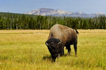  Bison, Yellowstone 