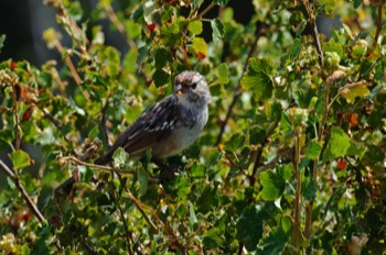  House Sparrow, Yellowstone 