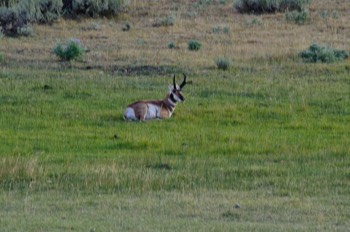  Pronghorn, Yellowstone 