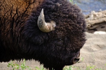  Bison, Yellowstone 
