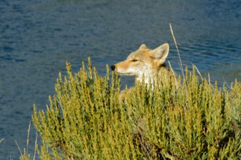  Coyote, Yellowstone 