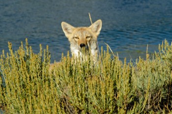  Coyote, Yellowstone 