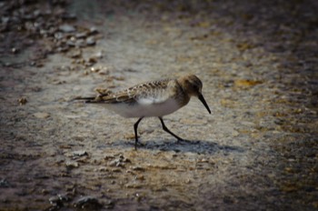  Killdeer, Yellowstone 