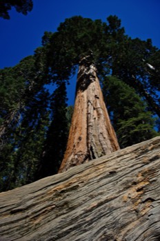  Giant Sequoia 