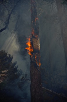  Sheep Fire near Cedar Grove 