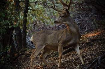  Mule Deer 