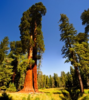  Sequoia National Park 