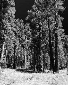  Sequoias 