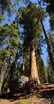  Sequoia overgrowing a rock 