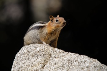  Golden-mantled ground squirrel 