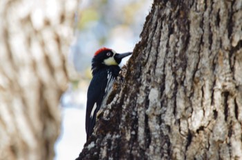  Acorn Woodpecker 