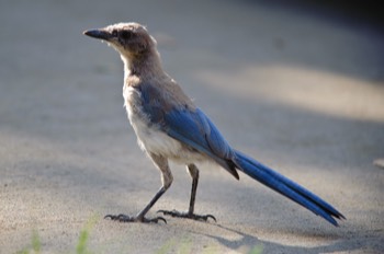  Scrub Jay 