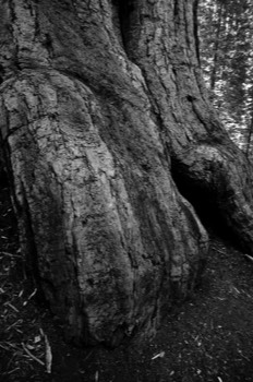  Giant Sequoia foot 