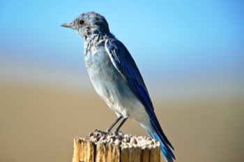  Mountain Bluebird 