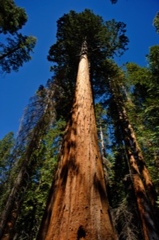  Mariposa Grove 