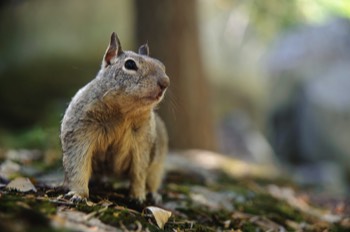  Western Grey Squirrel 