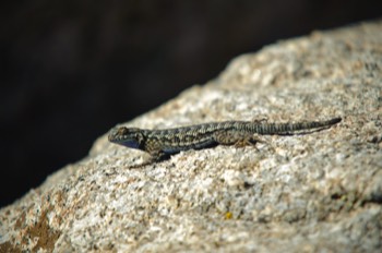  San Diego Southern Alligator Lizard 