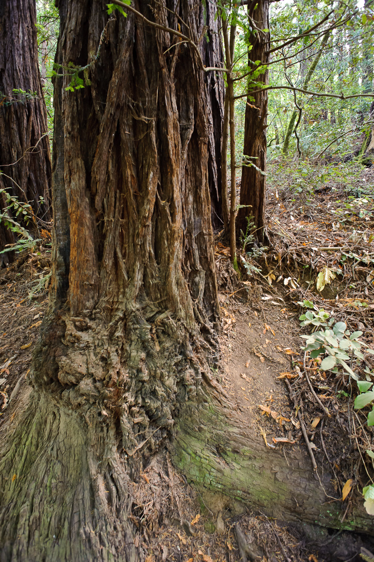  Giant Sequoia 