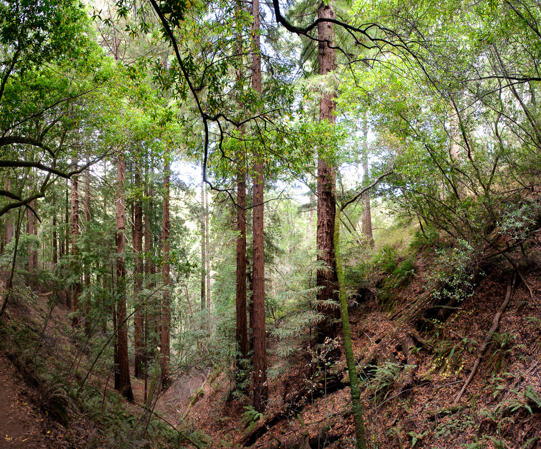  Sheep Fire near Cedar Grove 