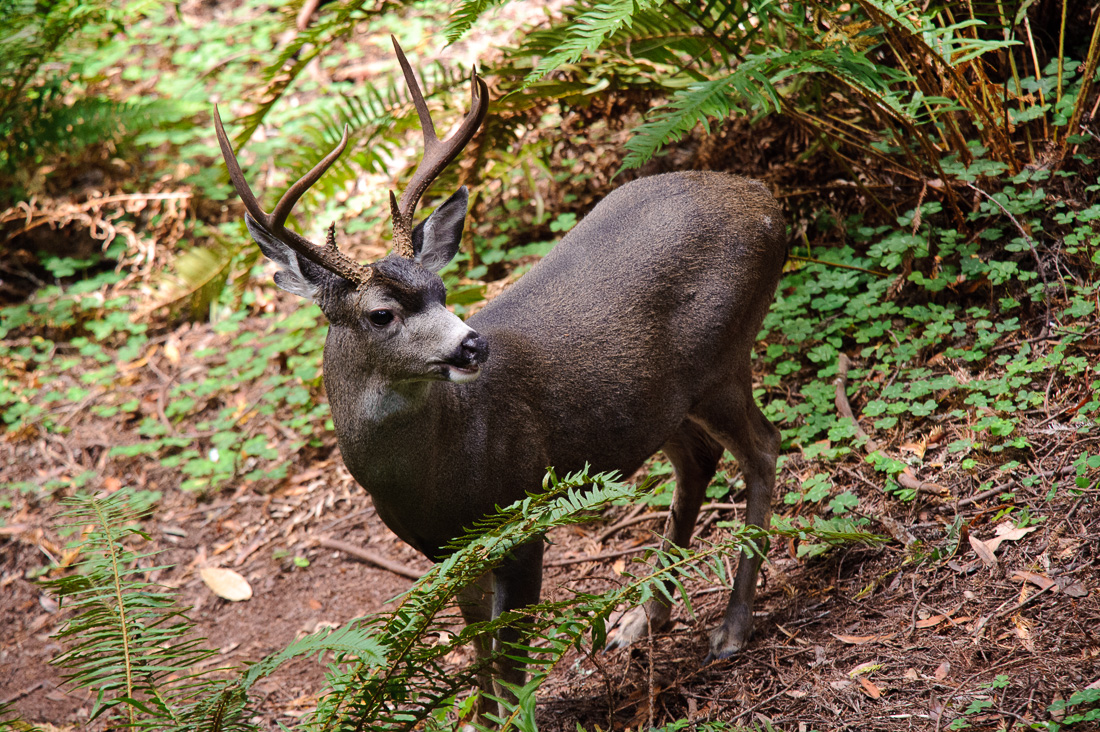  Burned Trees Cedar Grove 