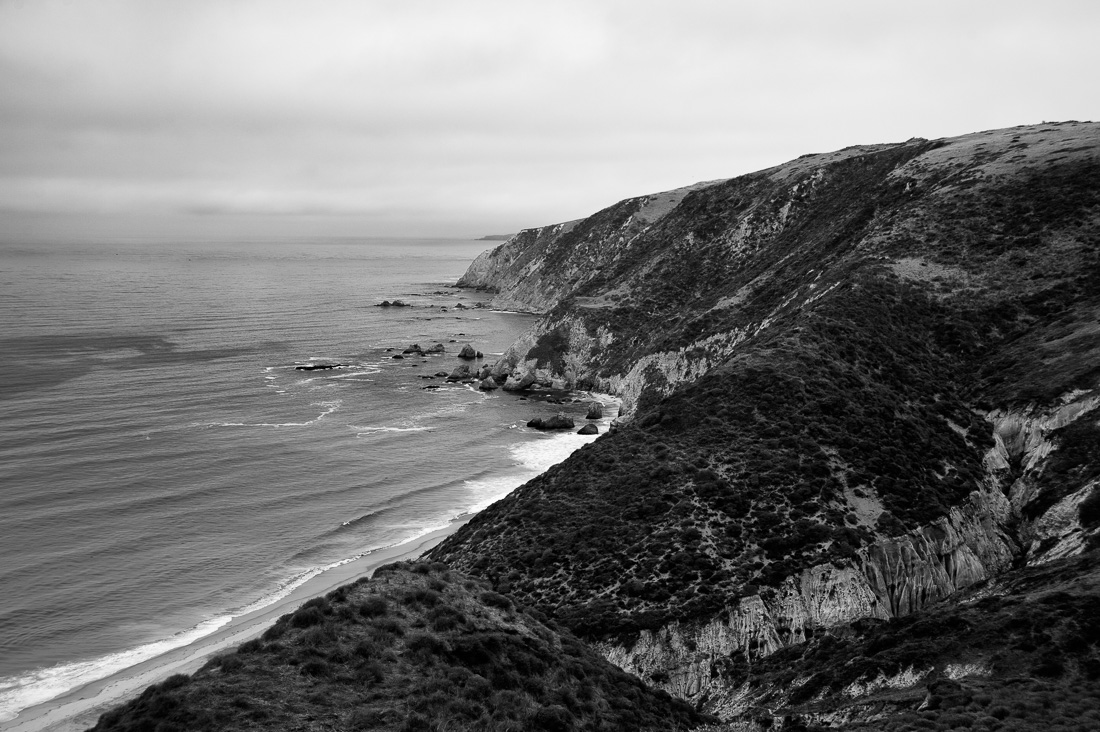  San Diego Southern Alligator Lizard 