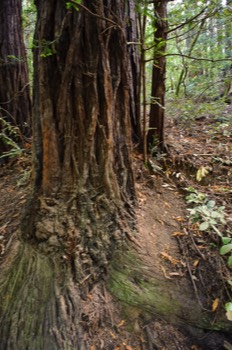  Coastal Redwood Tree 