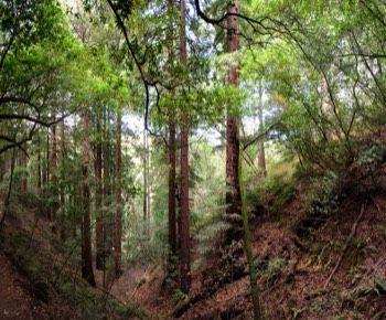  Coastal Redwoods 