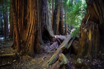  Coastal Redwood Tree 