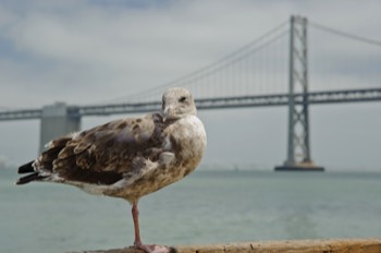  Oakland Bay Bridge 