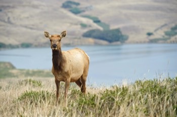  Tule Elk 