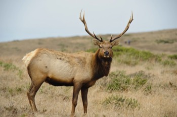  Tule Elk 