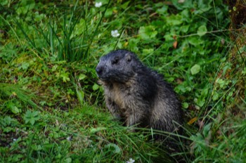  Alpine Marmot 