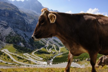  Stelvio Pass, Italy 