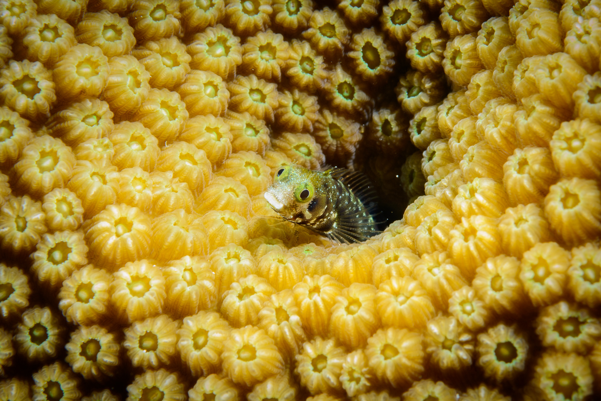 Spinyhead Blenny