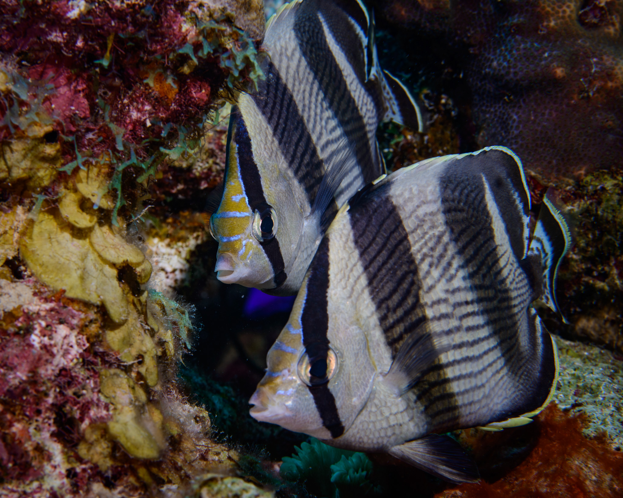 Banded Butterflyfish