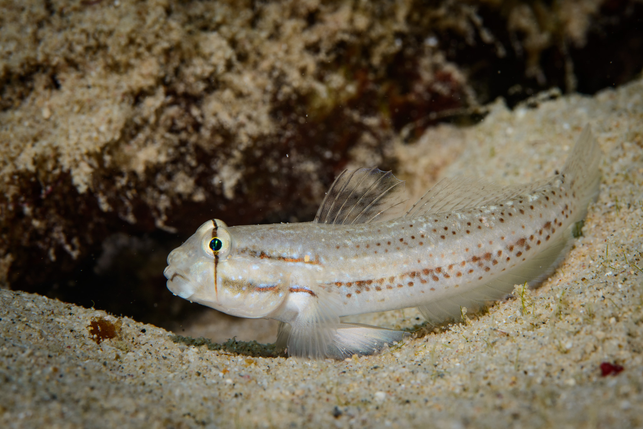Goldspot Goby