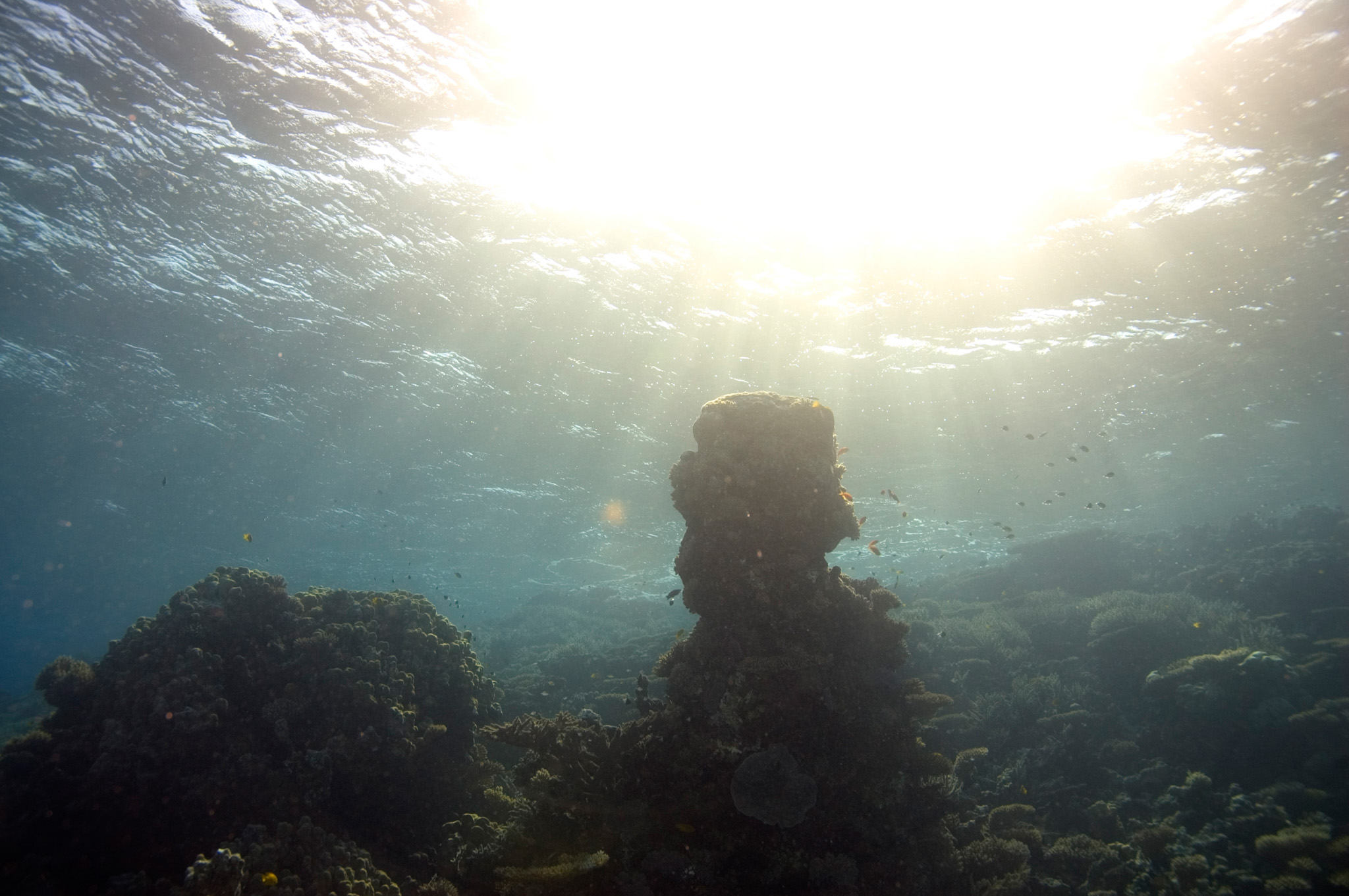 Coral