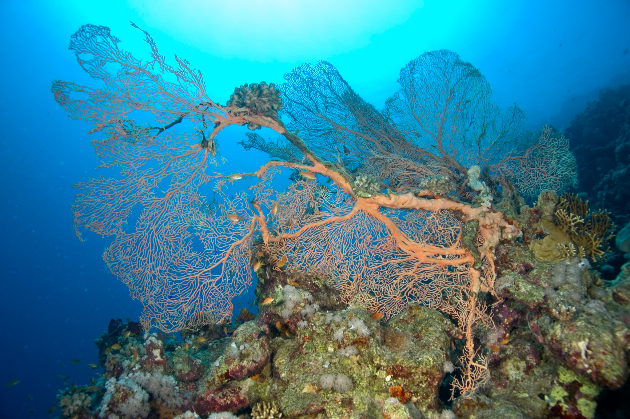 Hicksons Giant Seafan