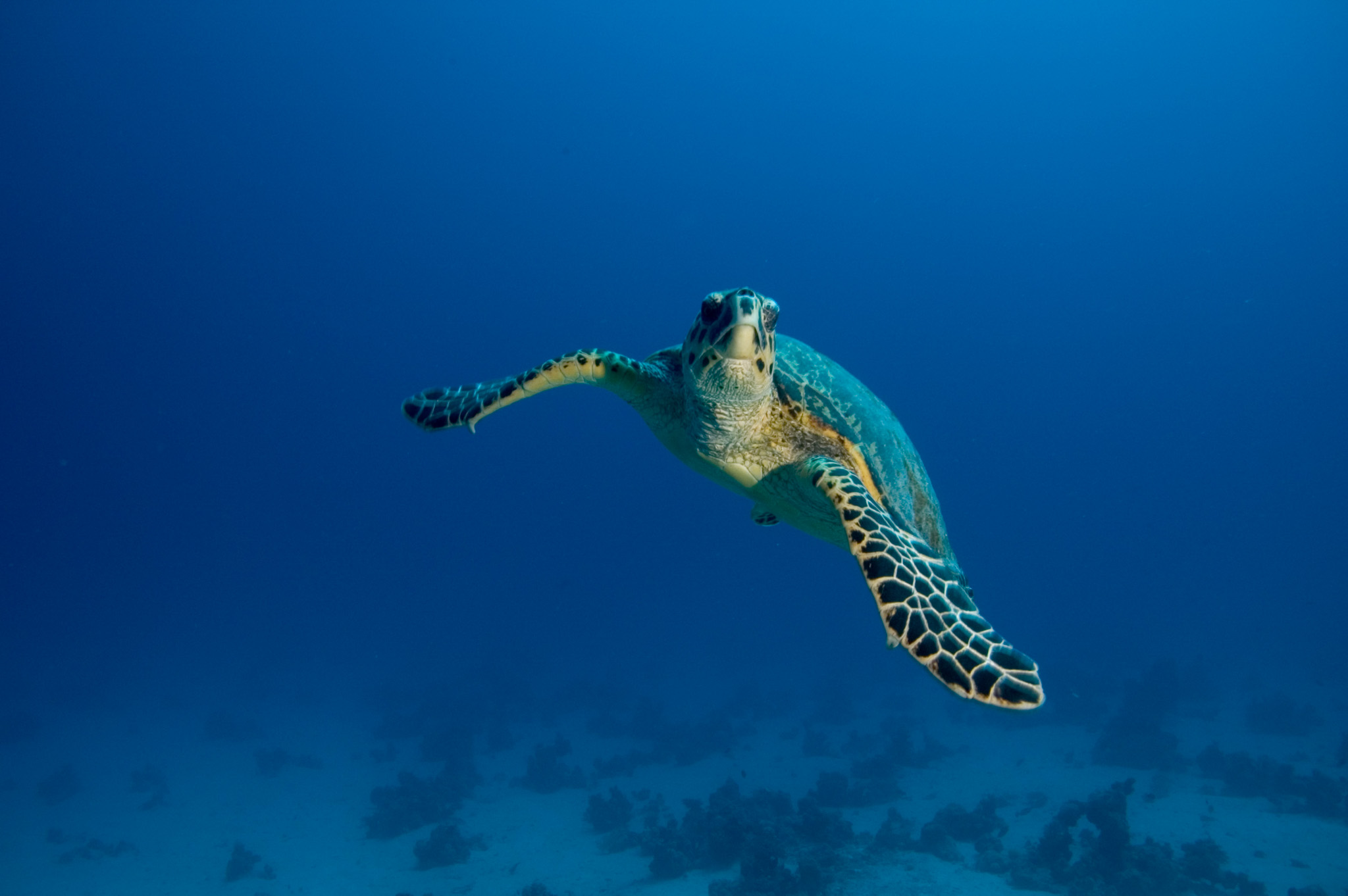 Green Sea Turtle