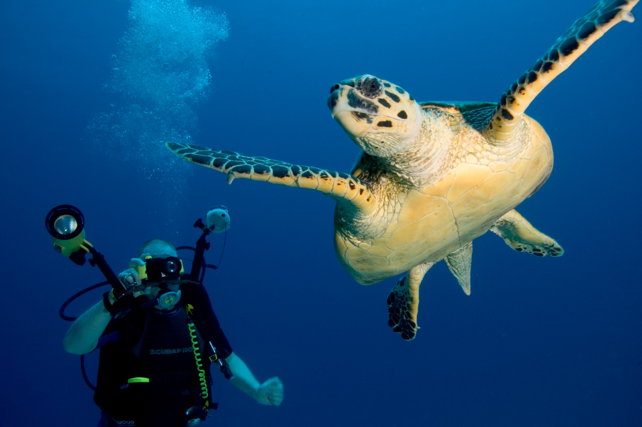 Green Sea Turtle