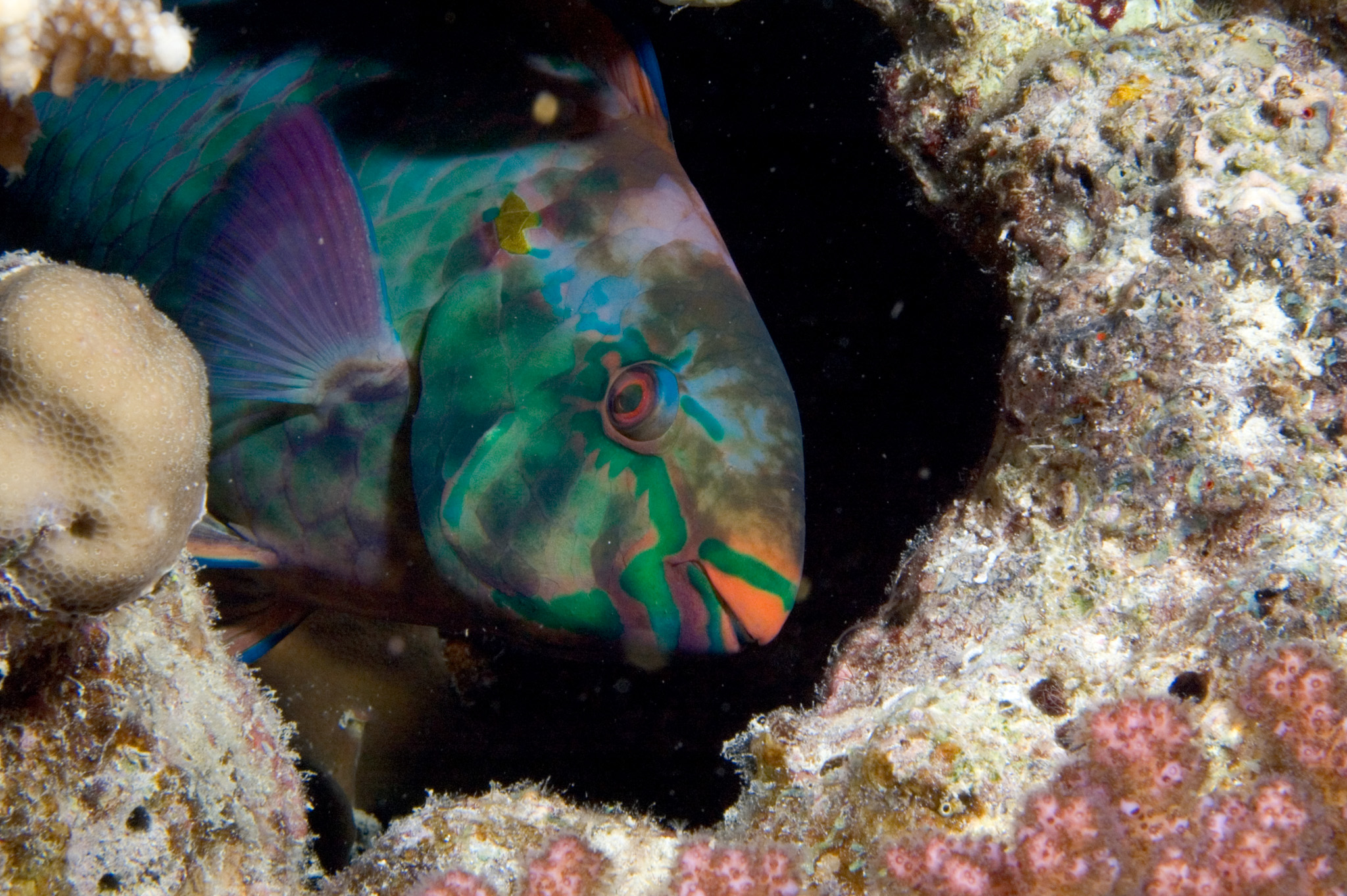 Parrot Fish